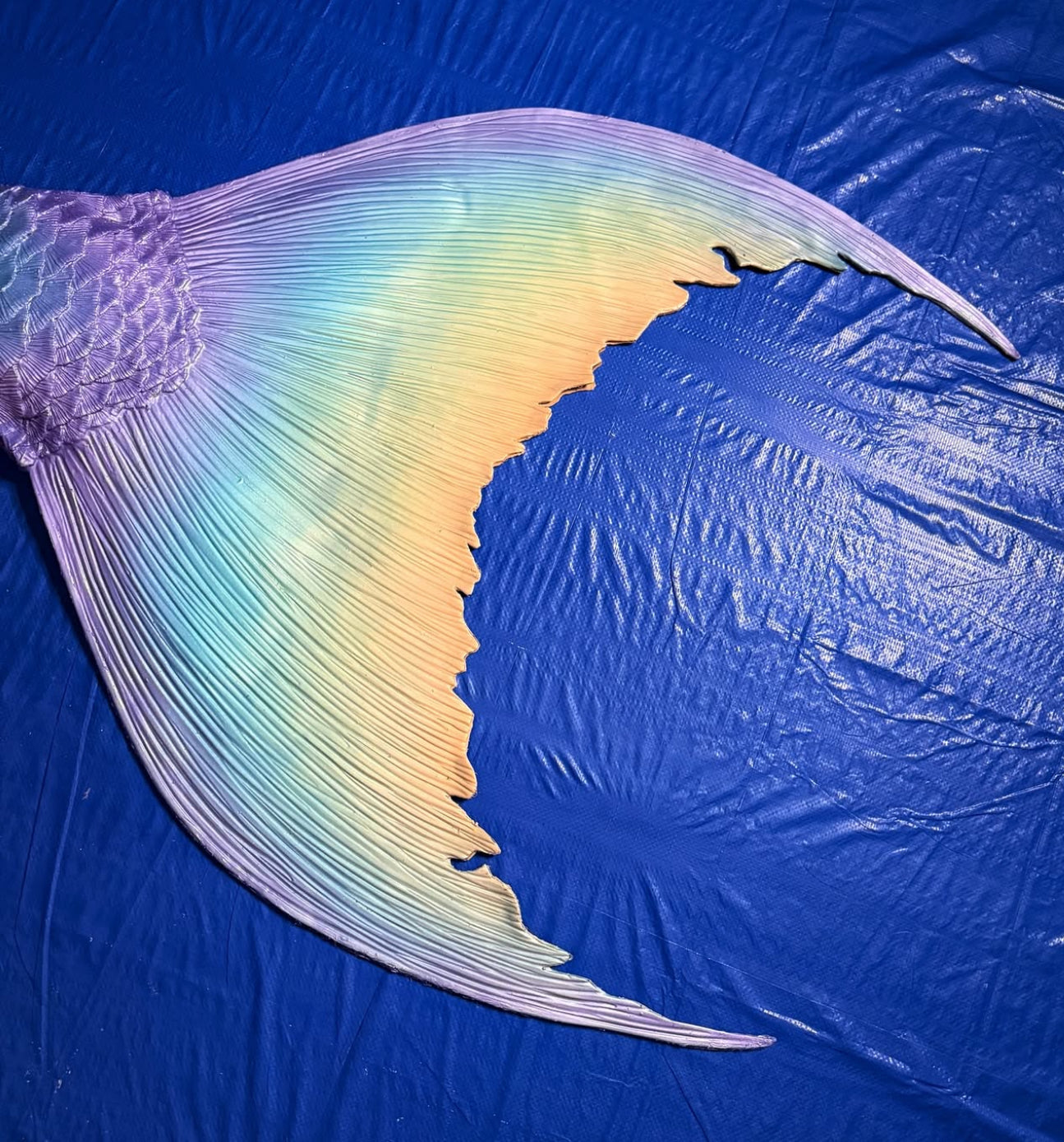 Wild fluke shape